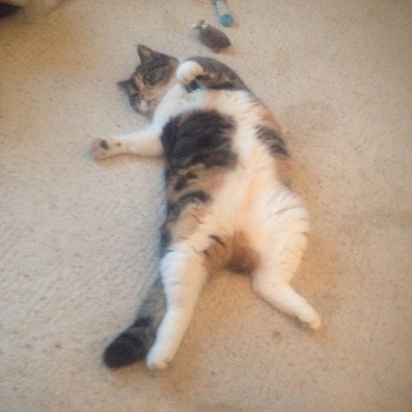 Big Mama Kitty!! 🐾🐾🐱😻🐾🐾Rescue Kitty !! - Picture 10 of 12